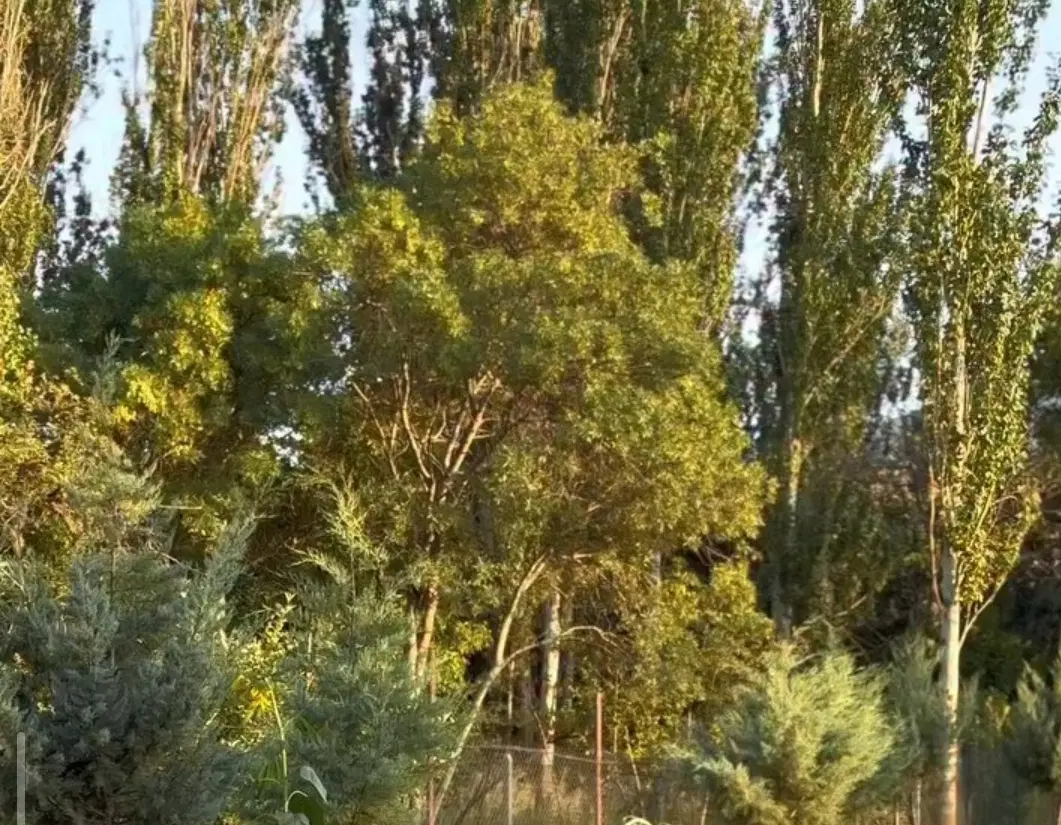 زمین مسکونی در روستای پکاجیک