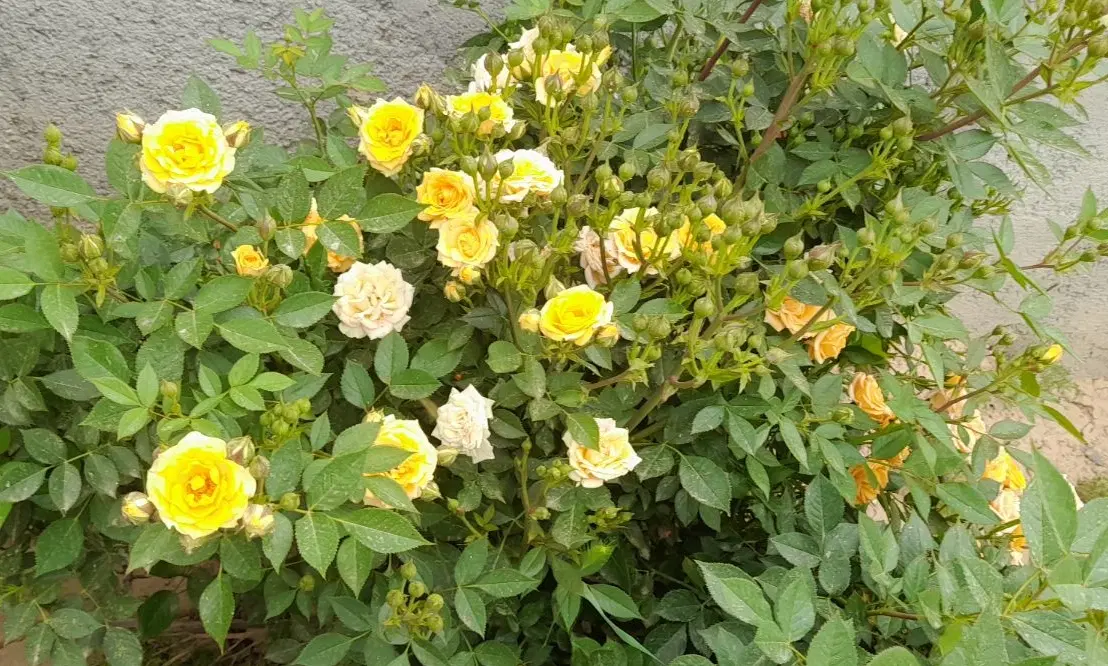 باغچه متفاوت ۸۵۰متری ملکی
