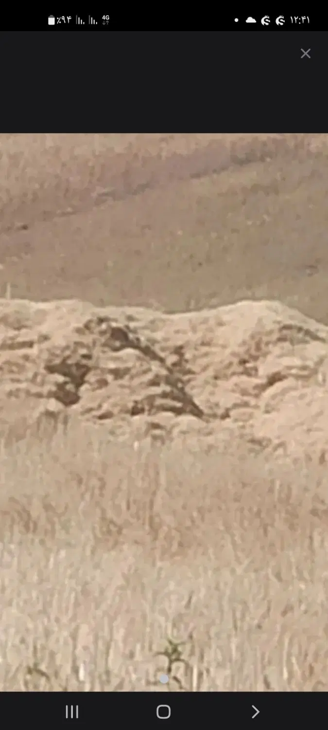 کاه کندم