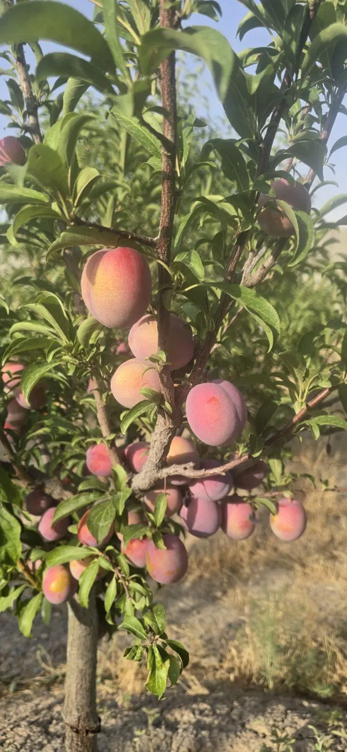باغ ویلا شیک تازه ساز