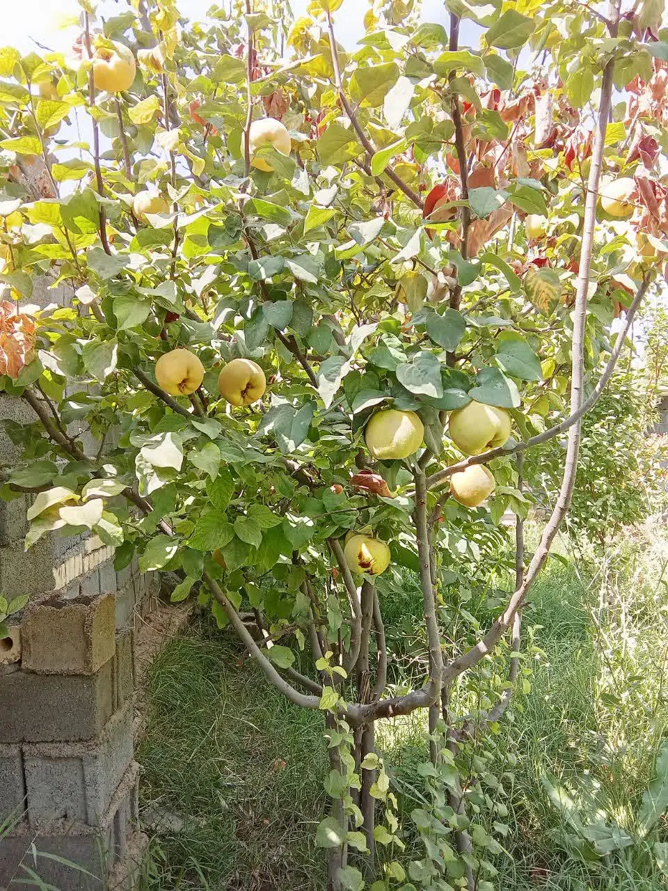 فروش باغچه