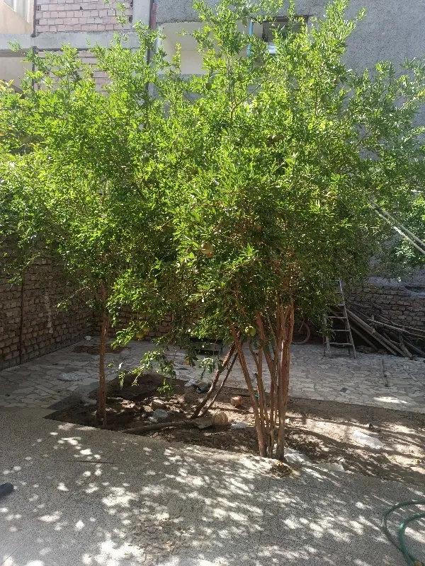 زمین اختیارآباد