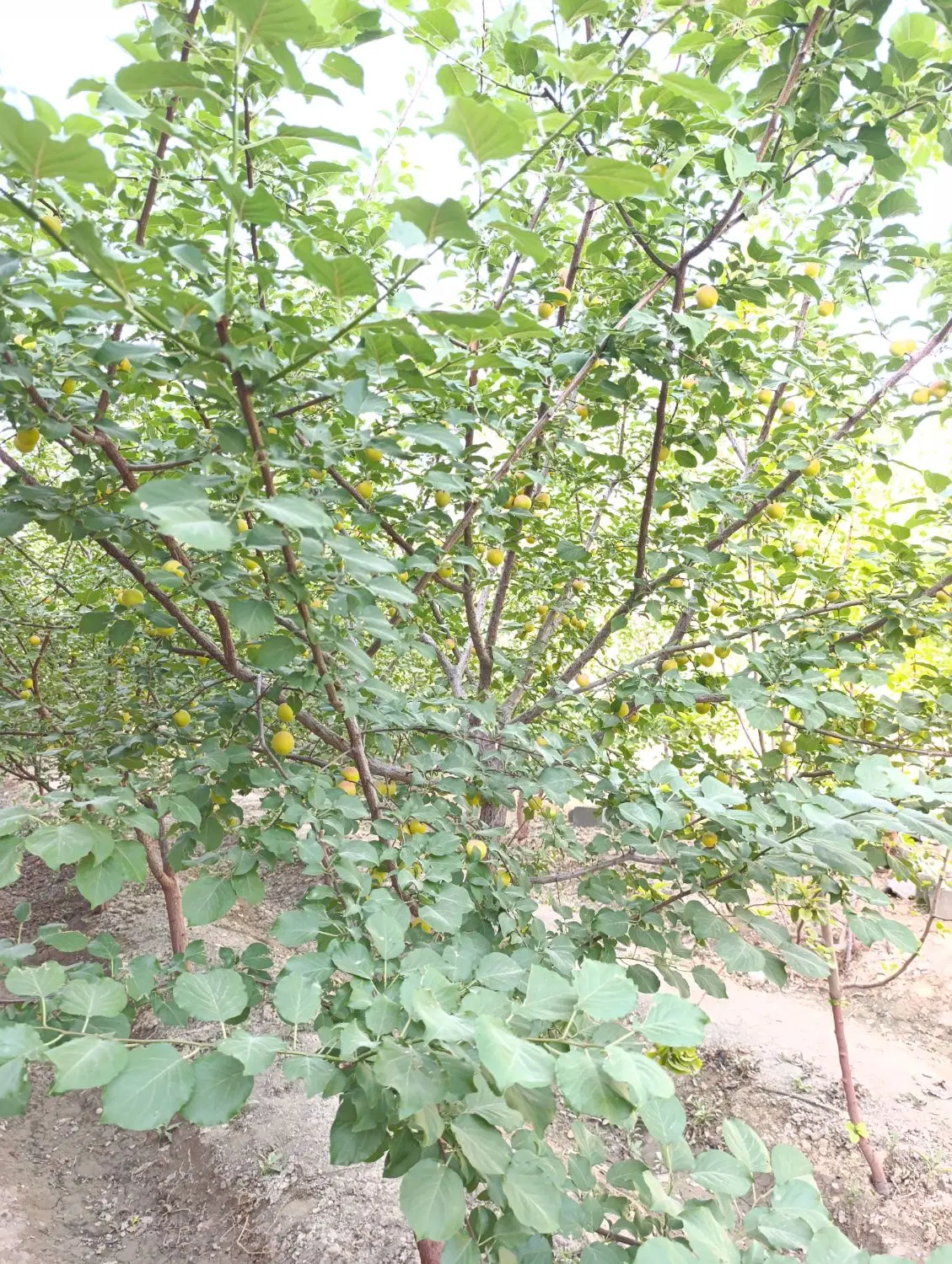 ویلا ساحلی زیار