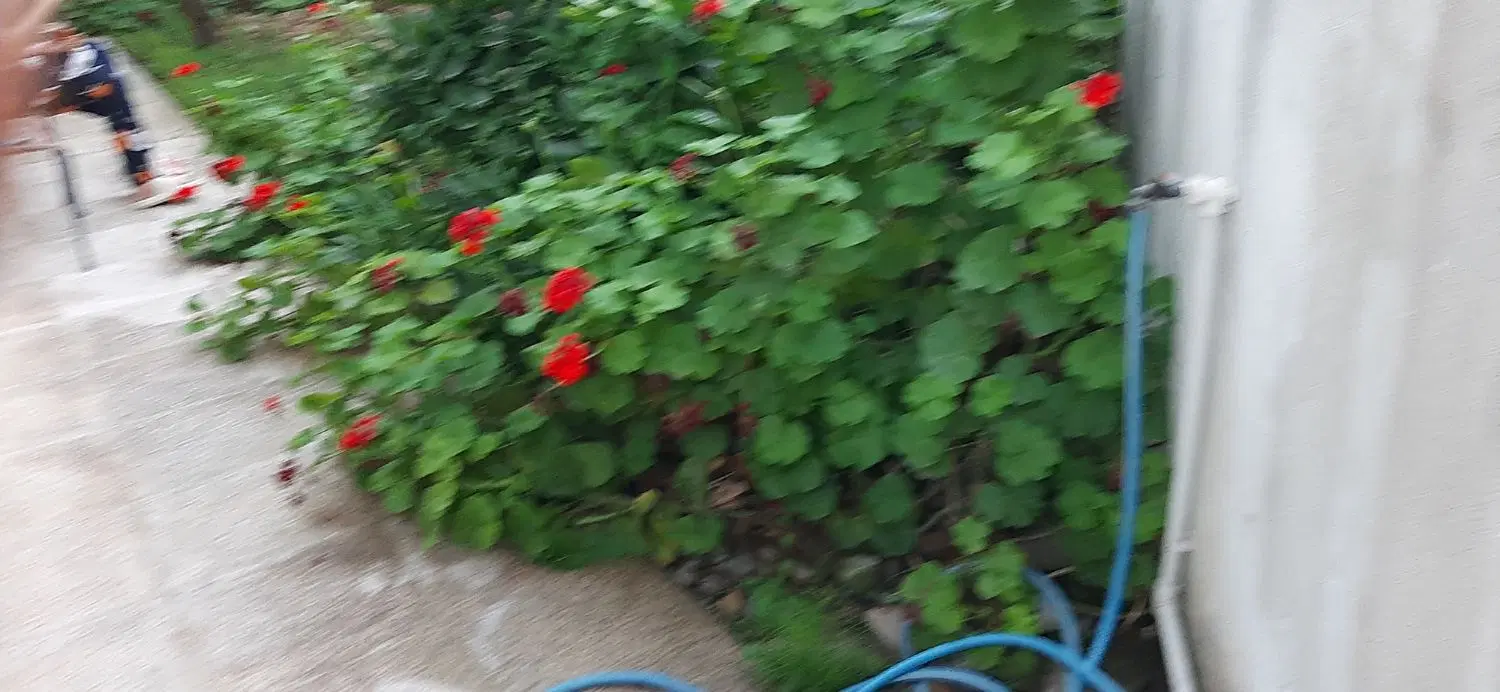 ویلایی مسکونی داخل شهر شفت