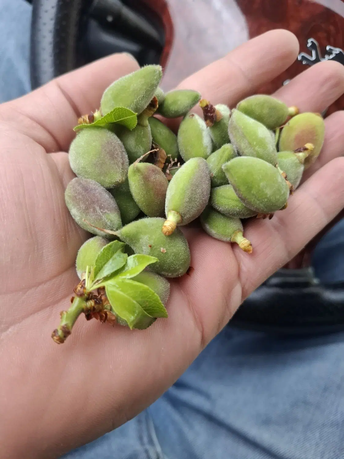 هزارمتر باغ بادام سنتی بار ده ۲۰ ساله