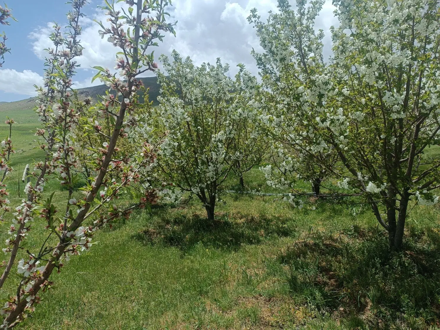 باغ آلی پینک