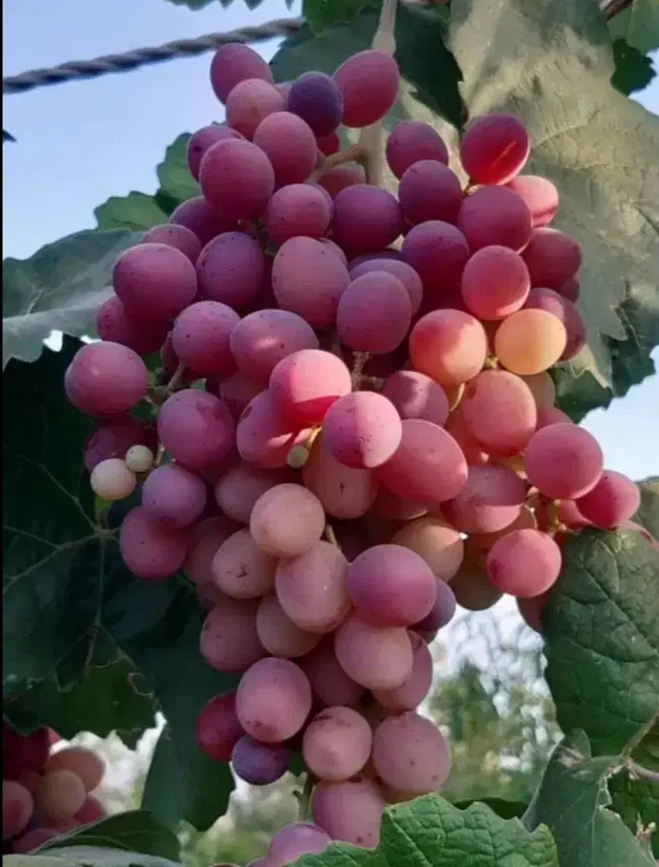 مزرعه باغ پل زمانخان