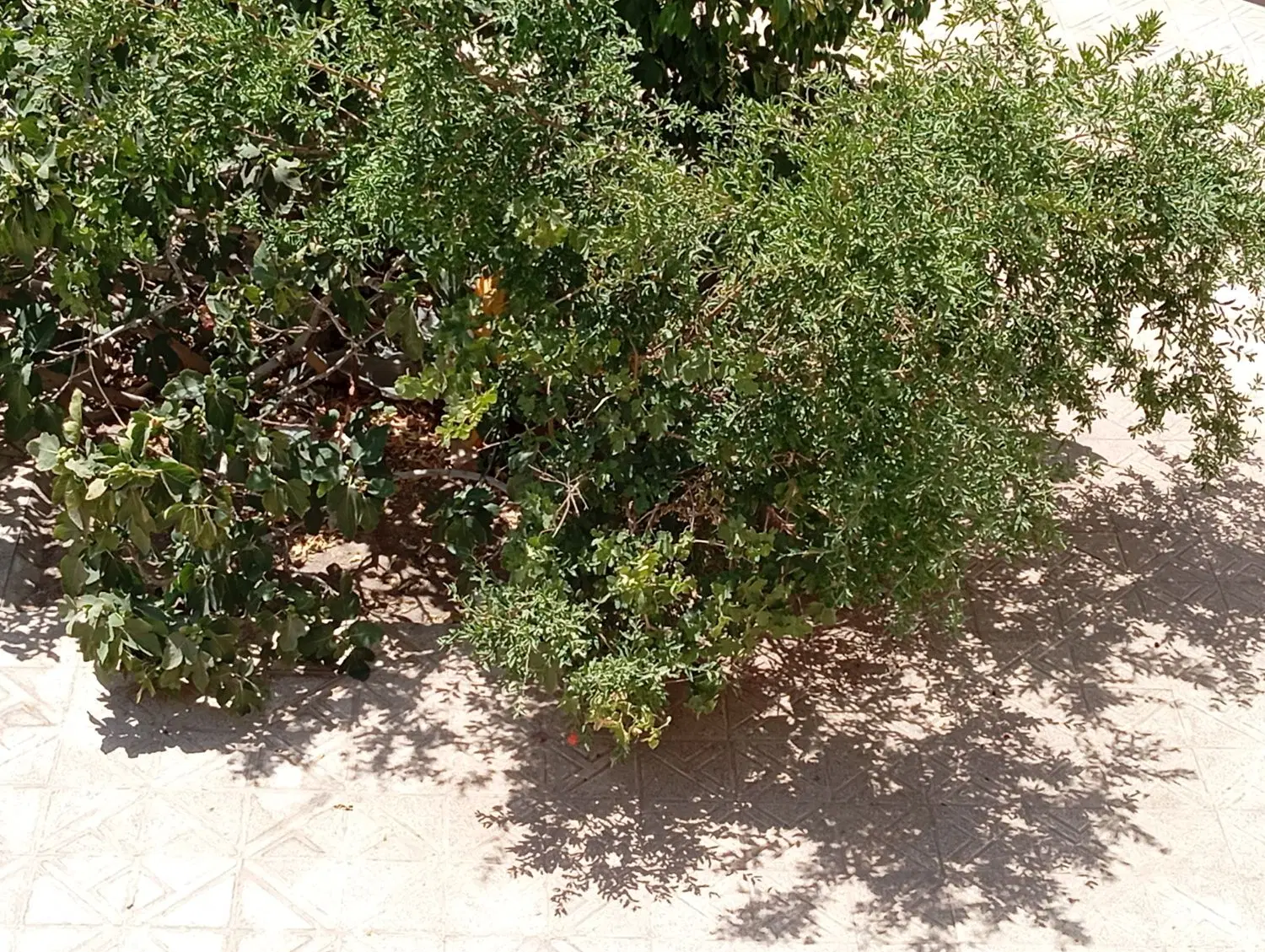اجاره همکف ویلایی