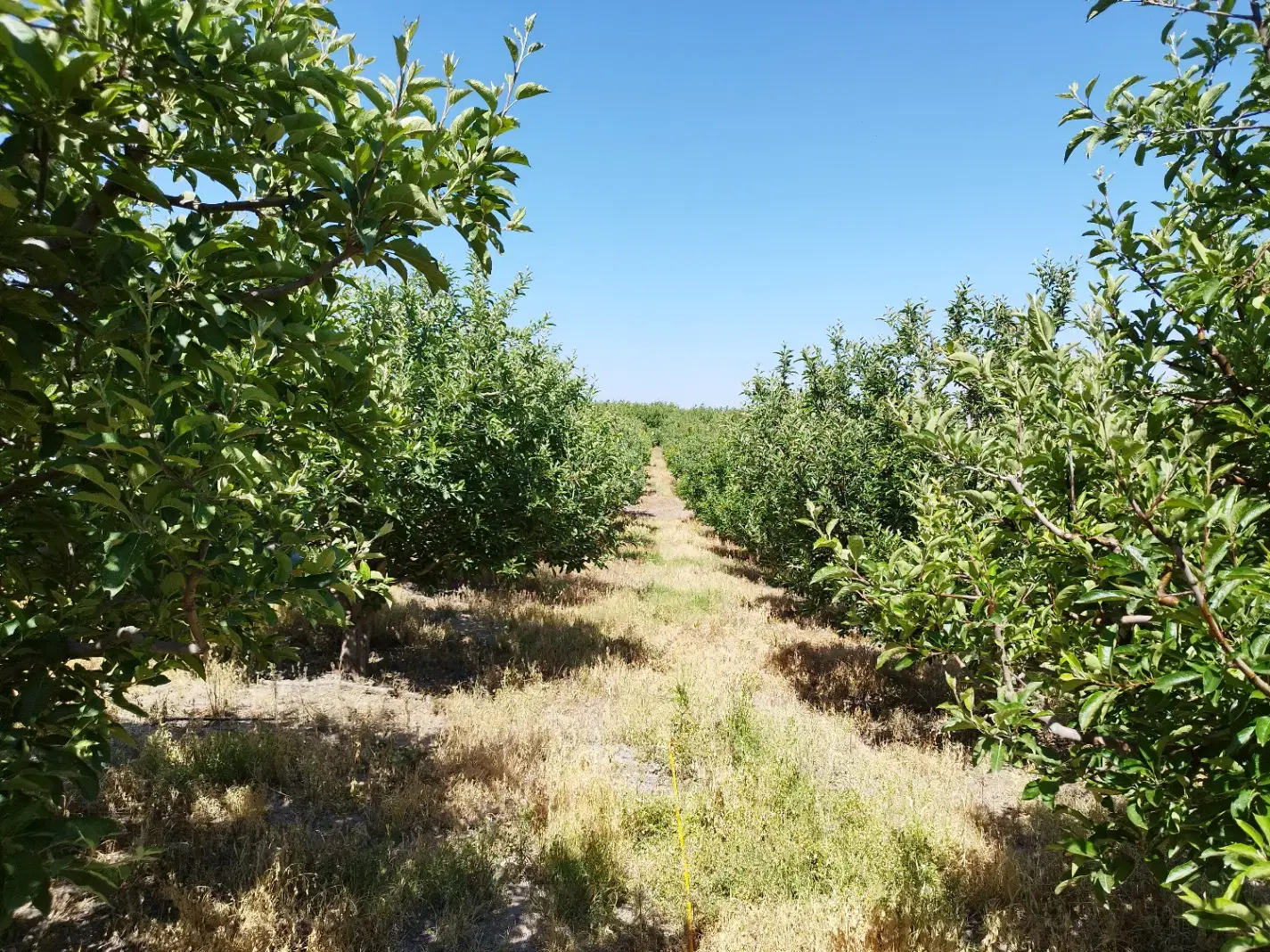 باغ در روستای گرنگاه