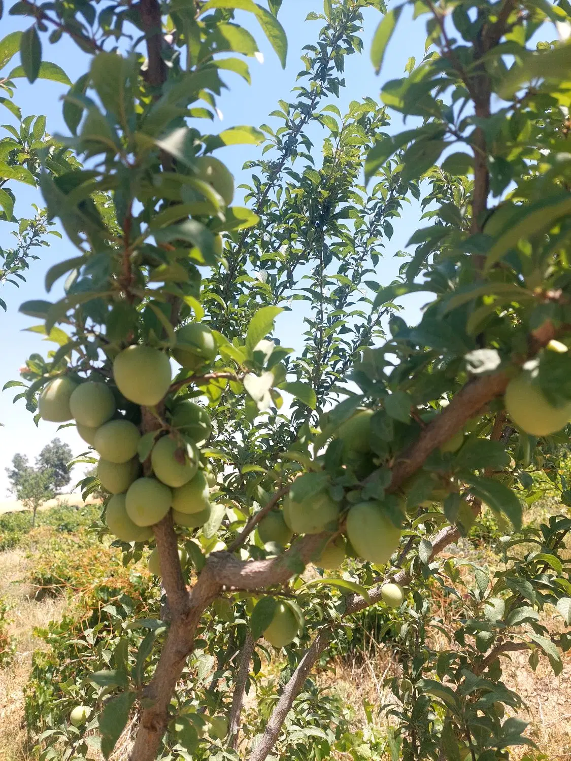فروش باغ