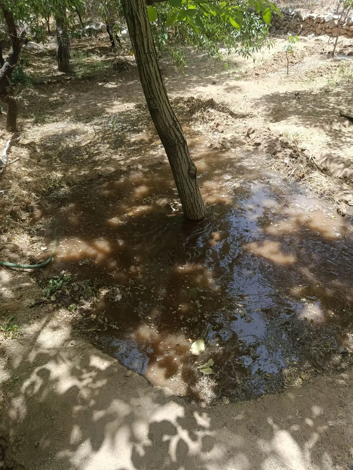 فروش باغ منشاد