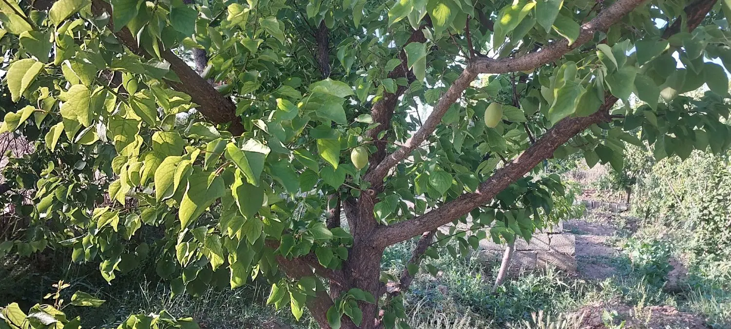باغچه ۵۰۰ متری