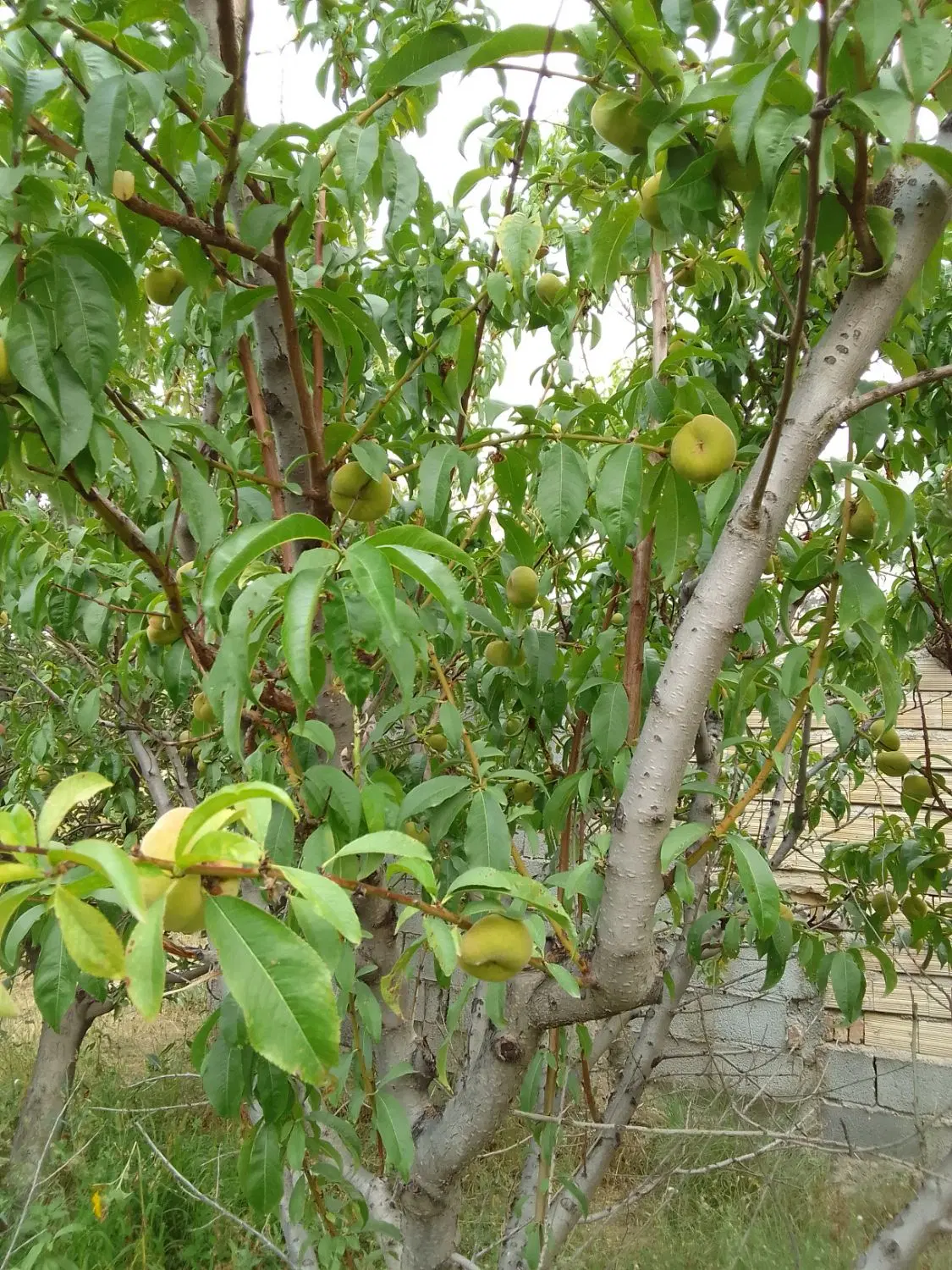 باغ دوهزارمتری اراضی پسته بیگ