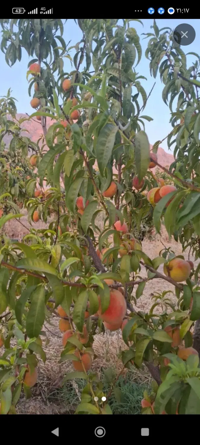 باغ شهری دهبید