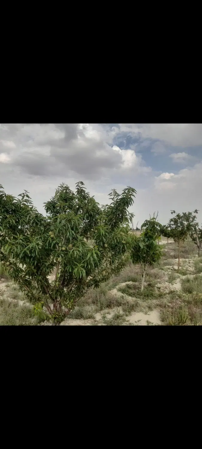 باغ
