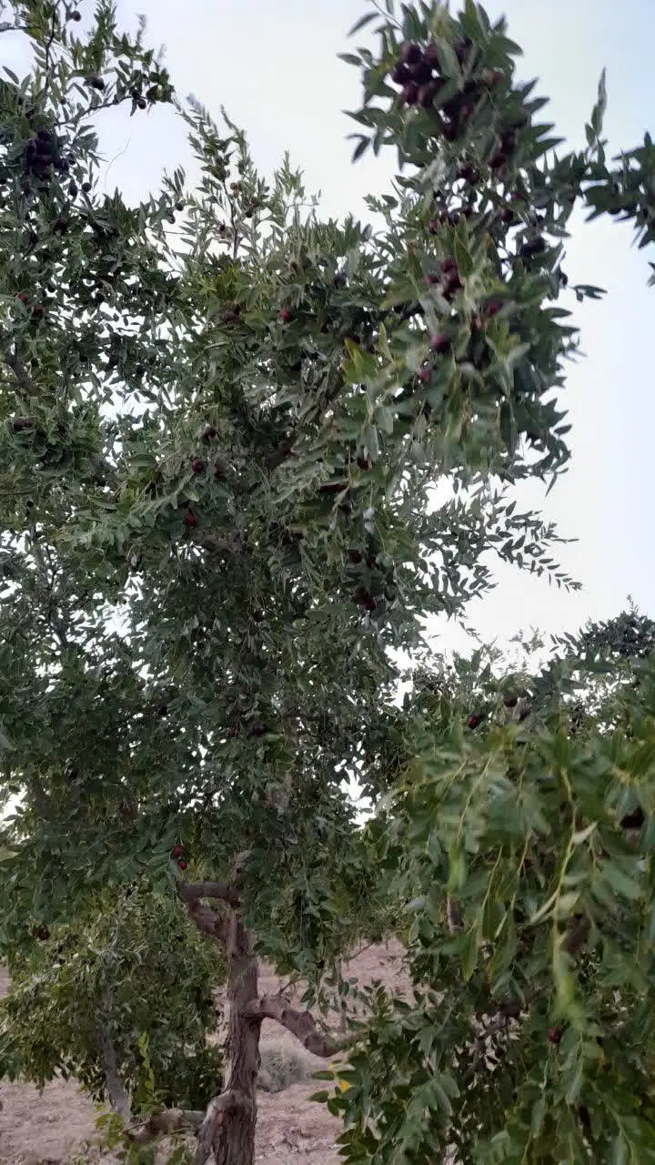 معاوضه یافروش باغ بزرگ  درمعصوم آباد