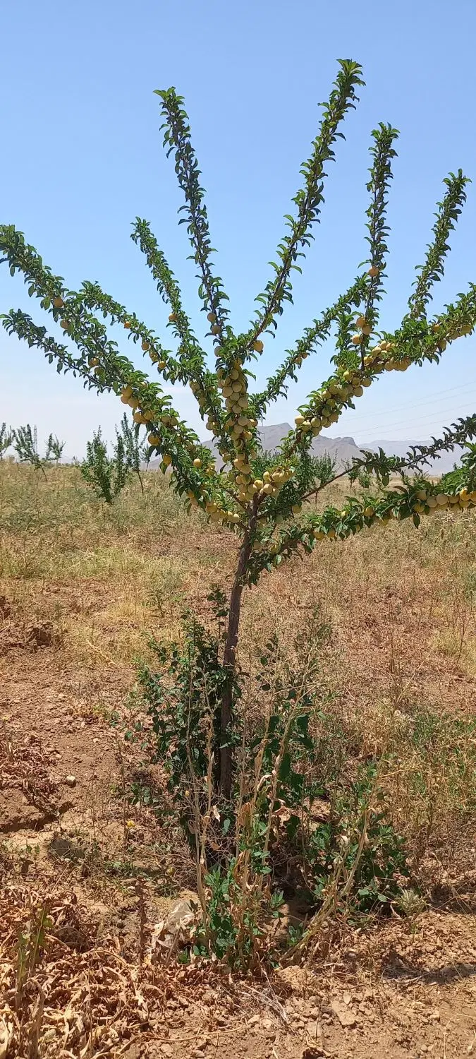 فروش باغ