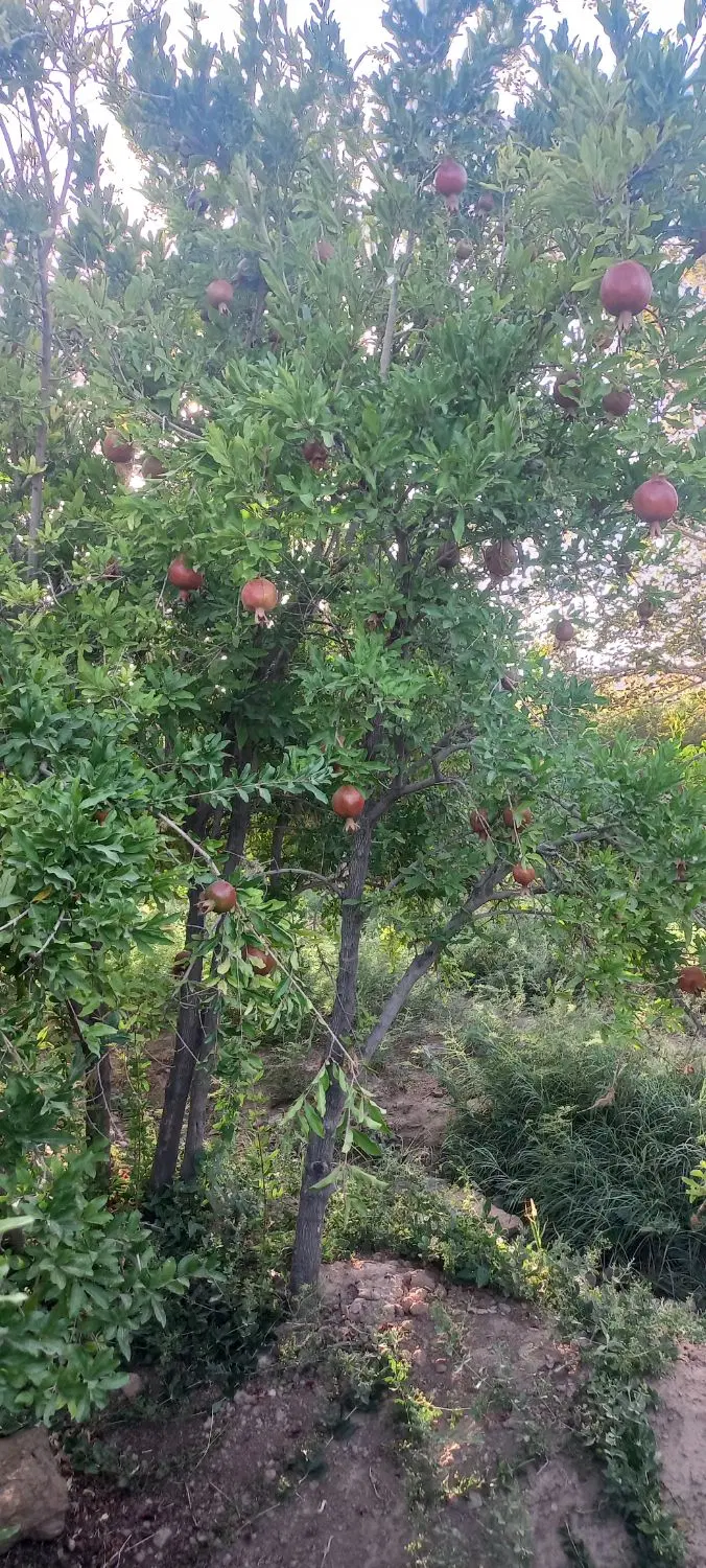 باغ اناردرروستای خلج آباد