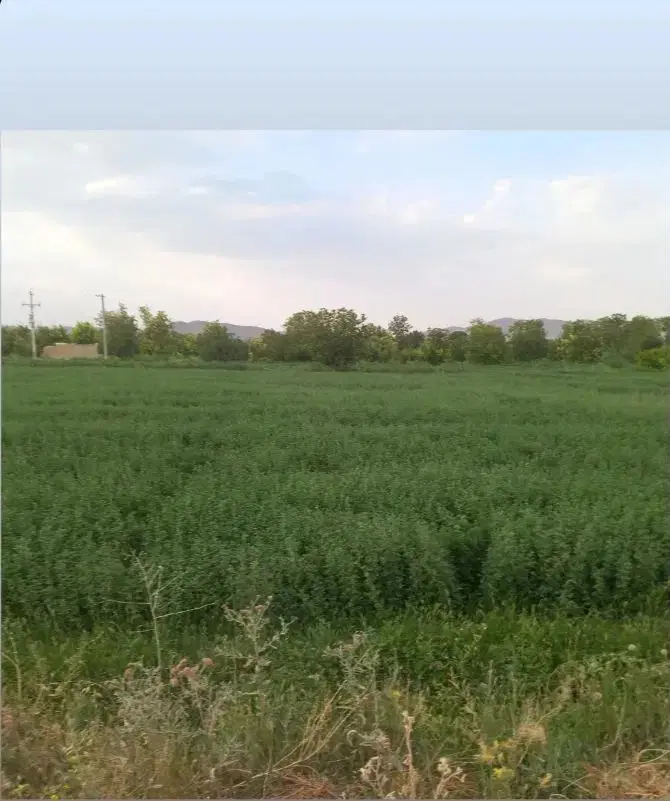 زمین کشاوروزی