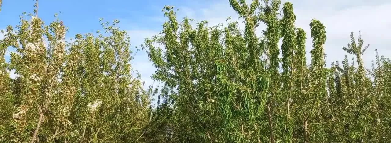 فروش باغ ۲۰۰متری بادختان میوه اجیلی ۵ساله