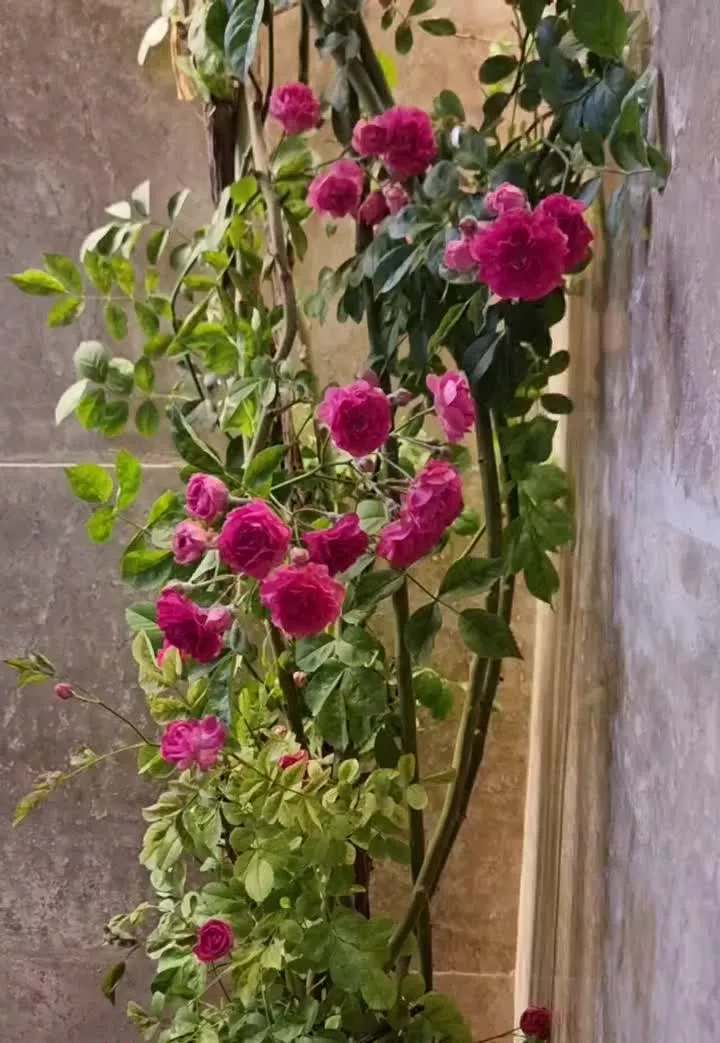 باغ ویلا.بوستان.توس ۱۶۹.شاهنامه ۹