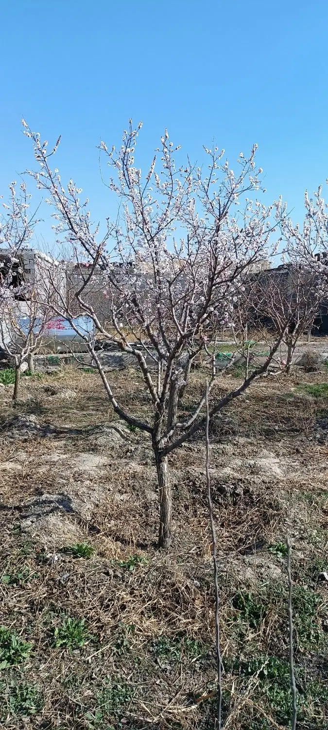 باغ شاهنامه