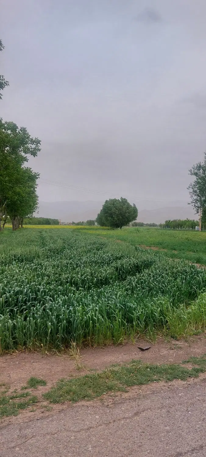 زمین کشاورزی مناسب برای احداث باغ