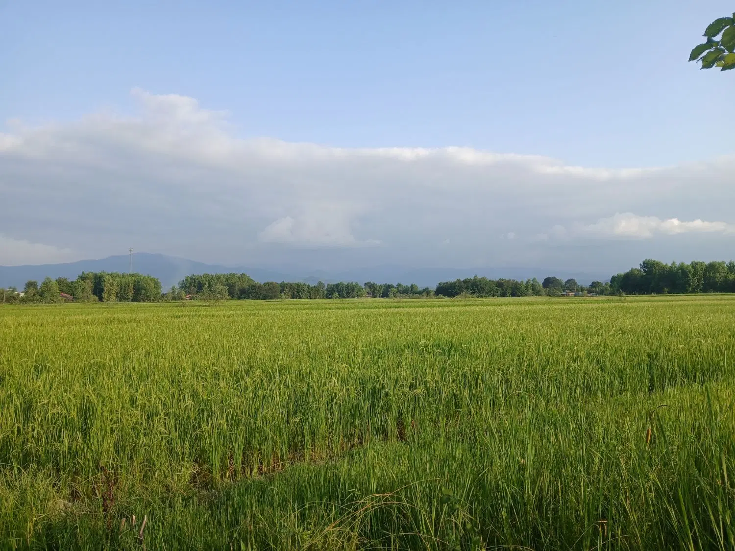 زمین مسکونی روستای بیدرون