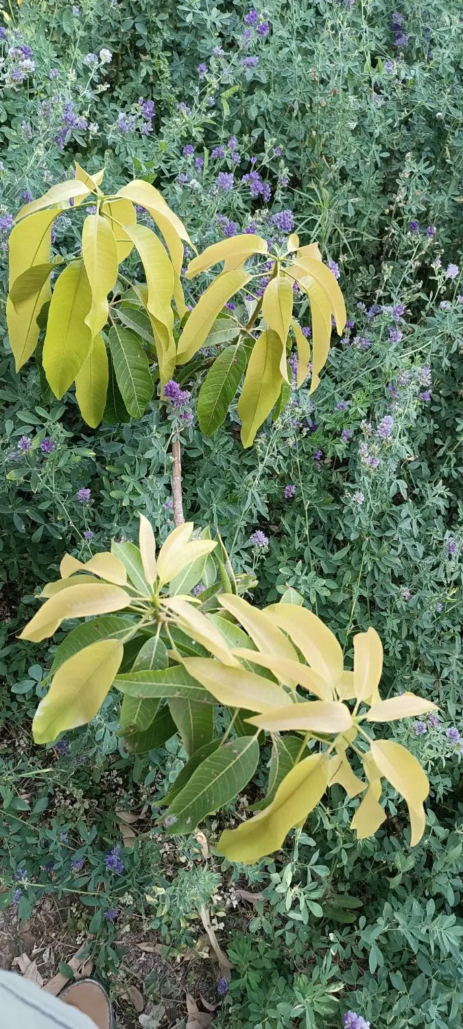فروش زمین کشاورزی