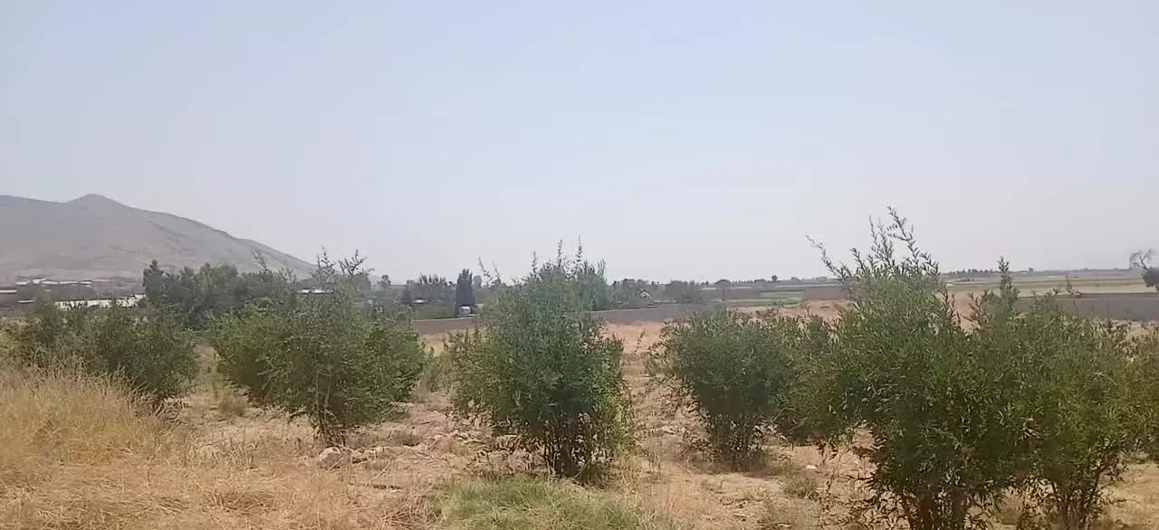 ۱۲۰۰ متر باغ
