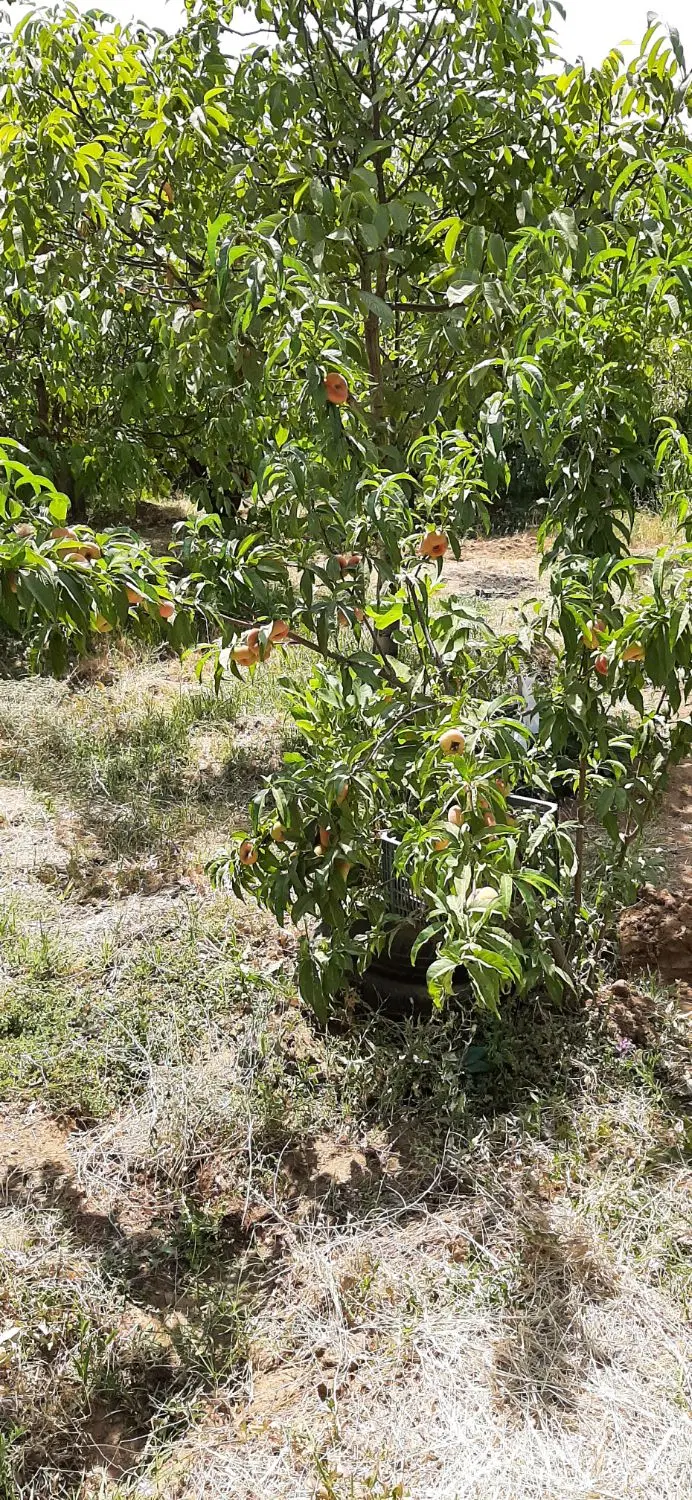 باغ گردو و میوه نرسیده به روستای وهنان