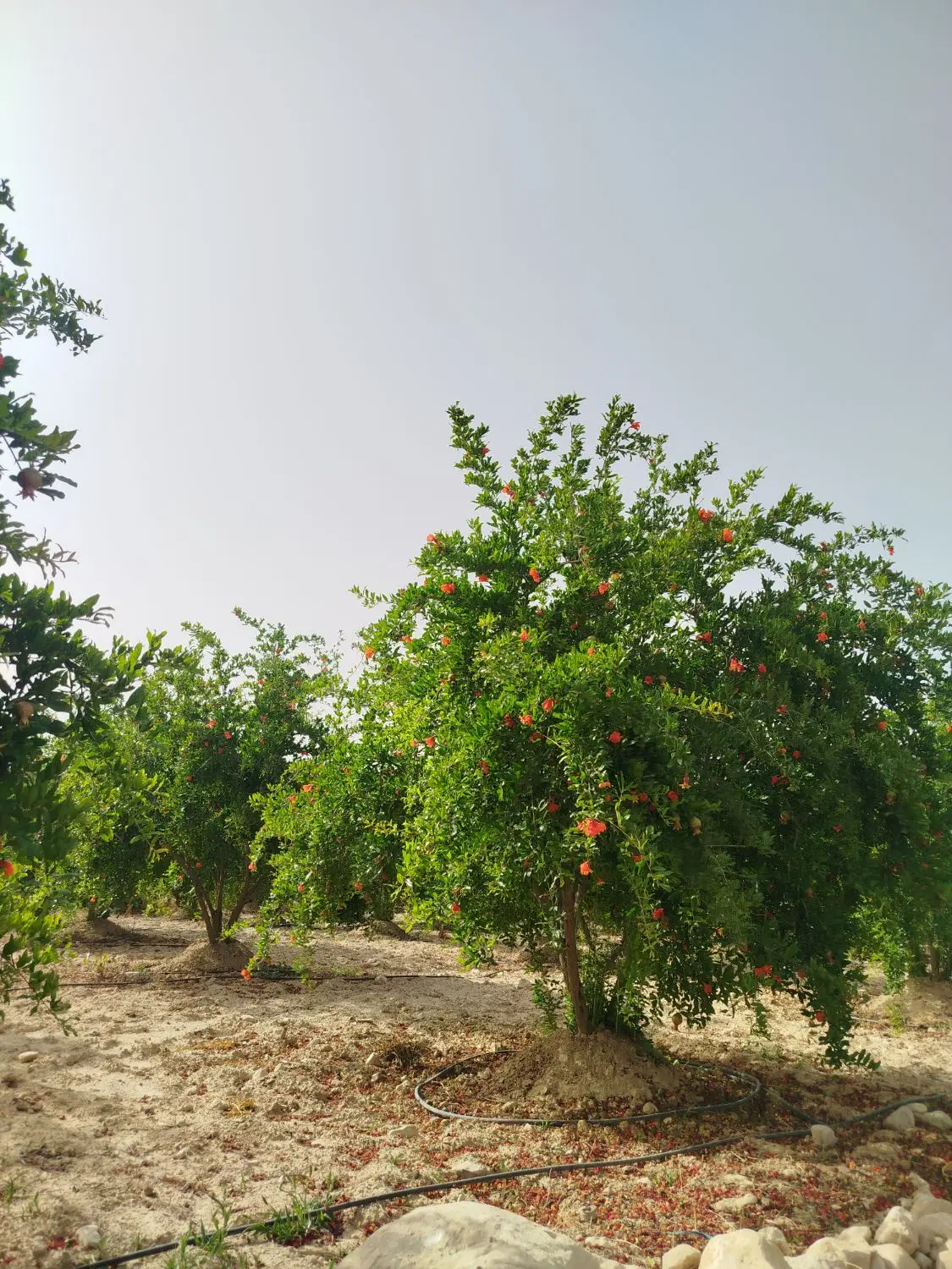 زمین برای باغ در رستاق