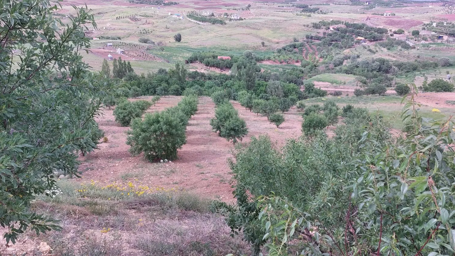فروش باغ بادام روستای زرشک