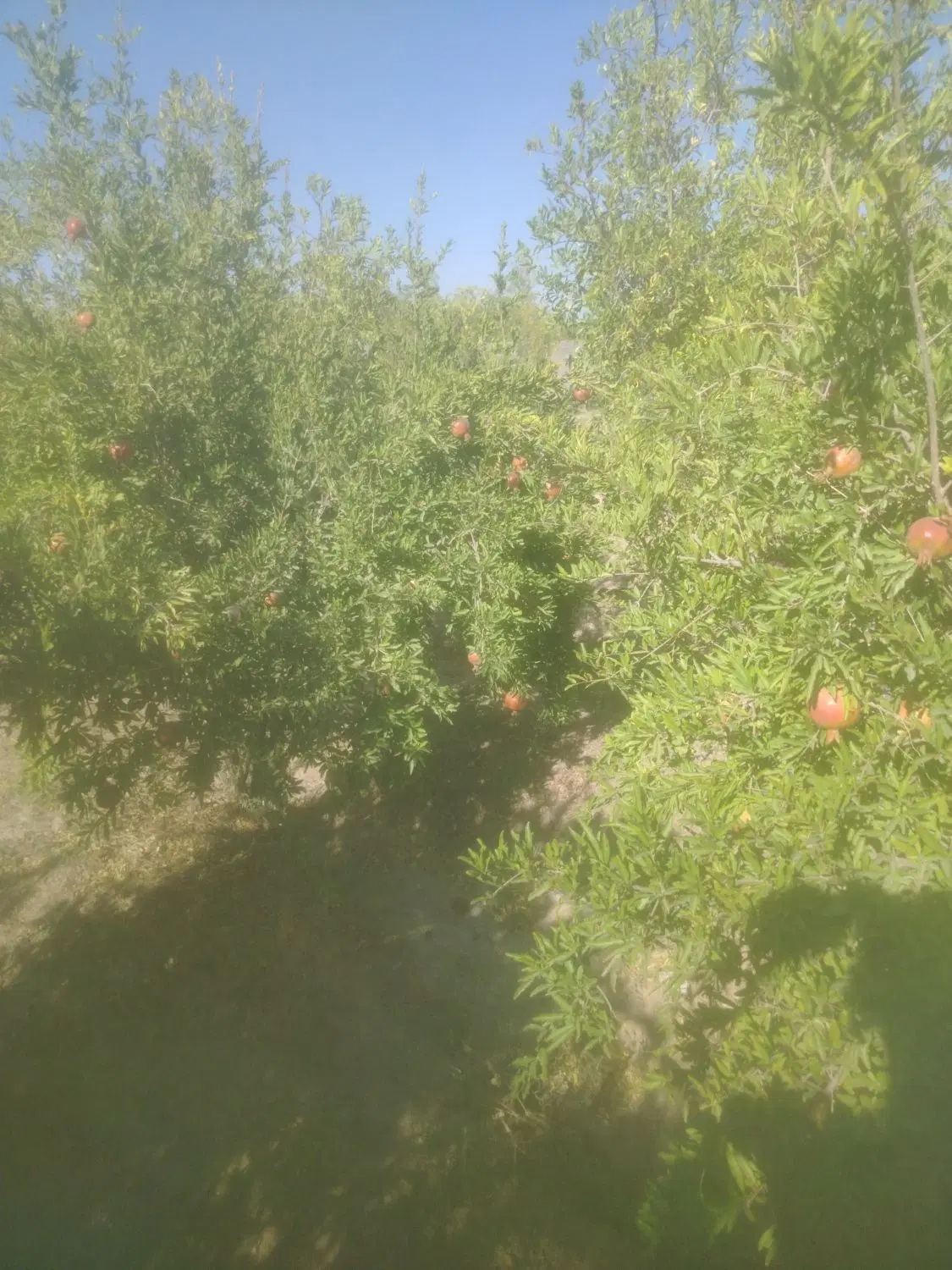 باغ فروشی