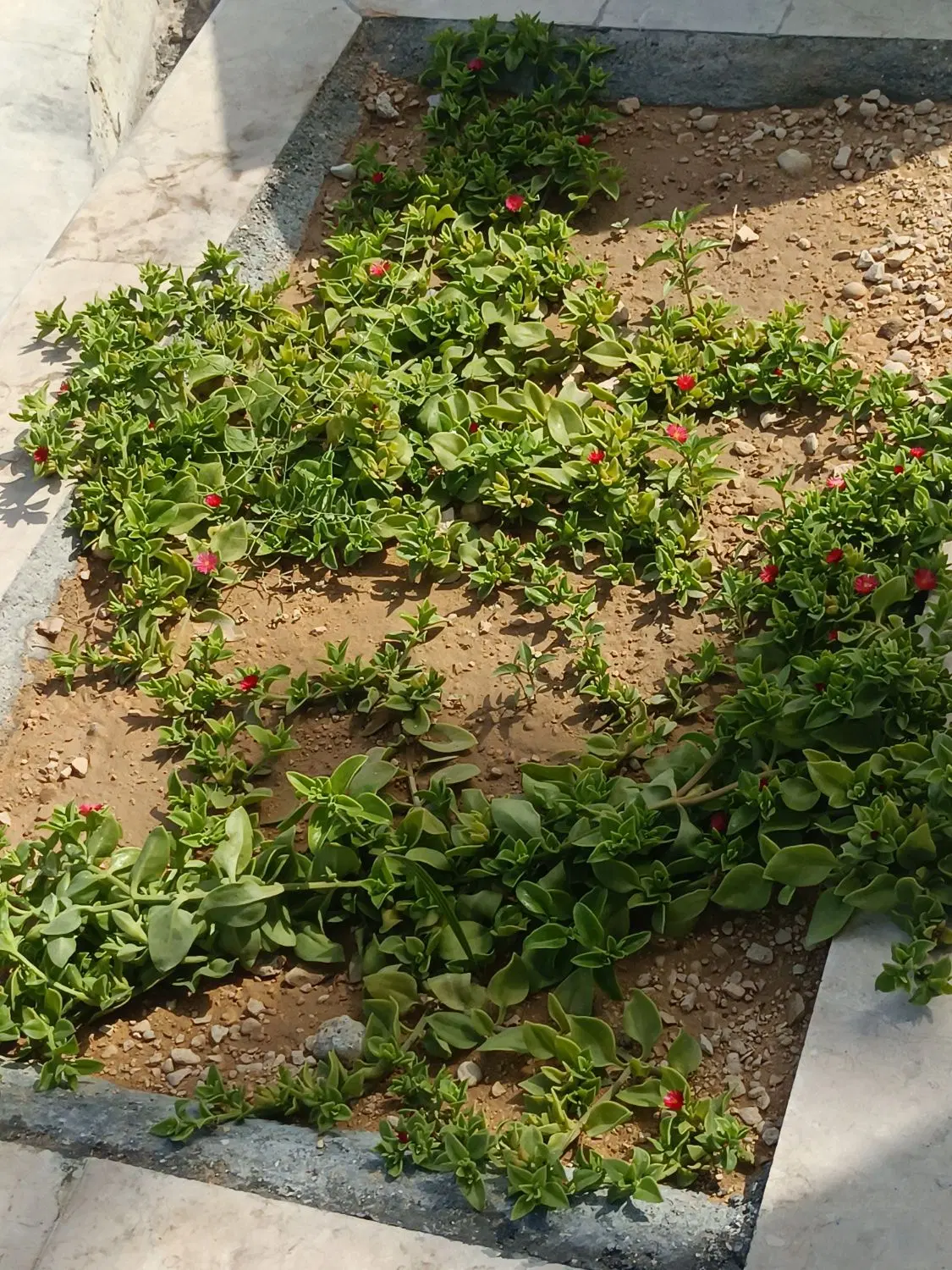 زمین خیابان حافظ