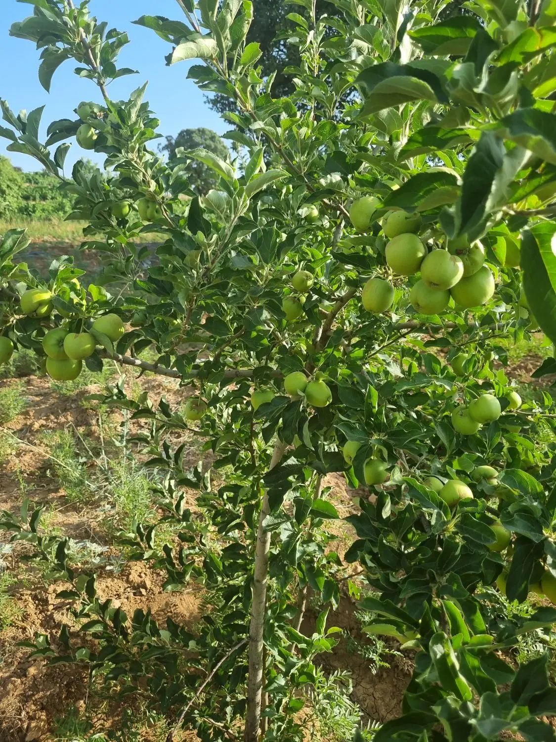 فروش باغ در ممسنی شاهون روستای جهرم