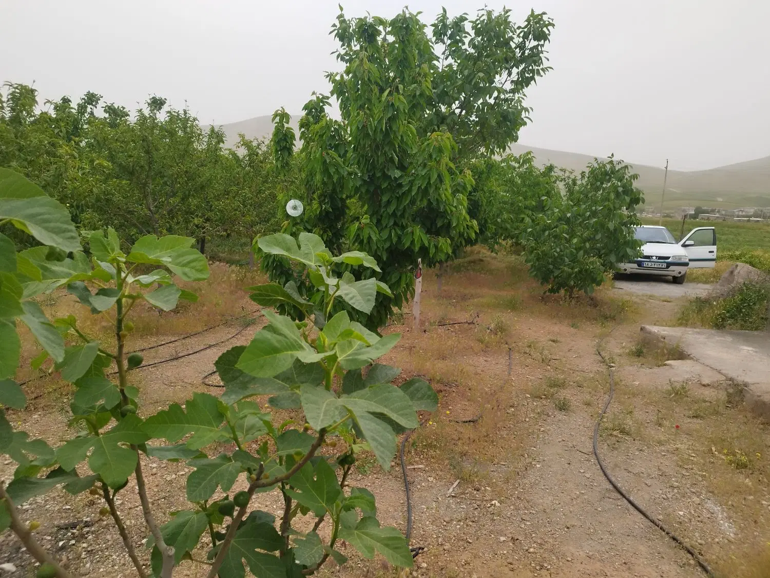 باغچه