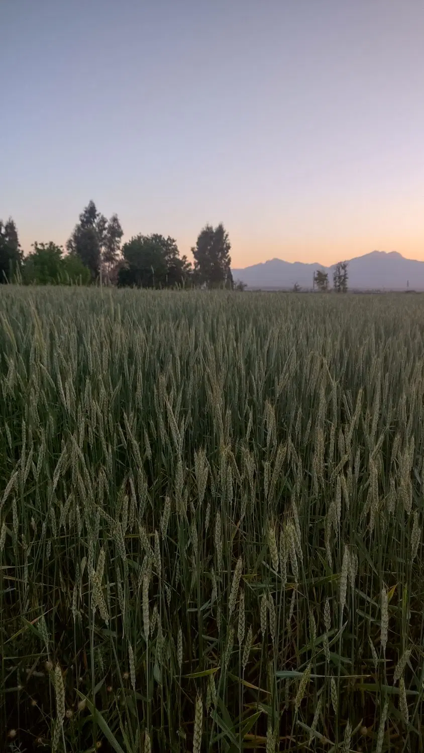 زمین کشاورزی