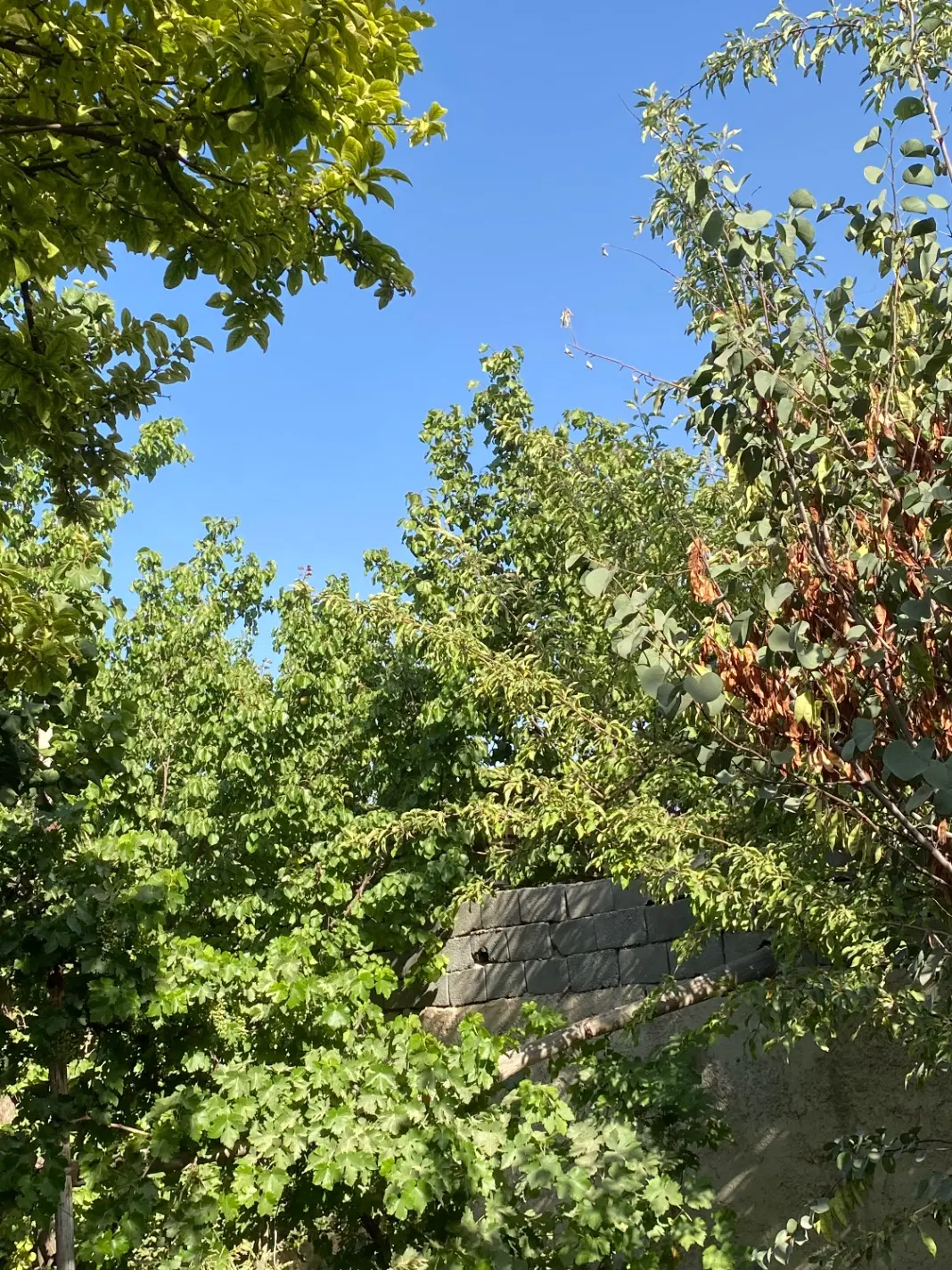 باغچه چهاردیواری ۵۰۰ متری