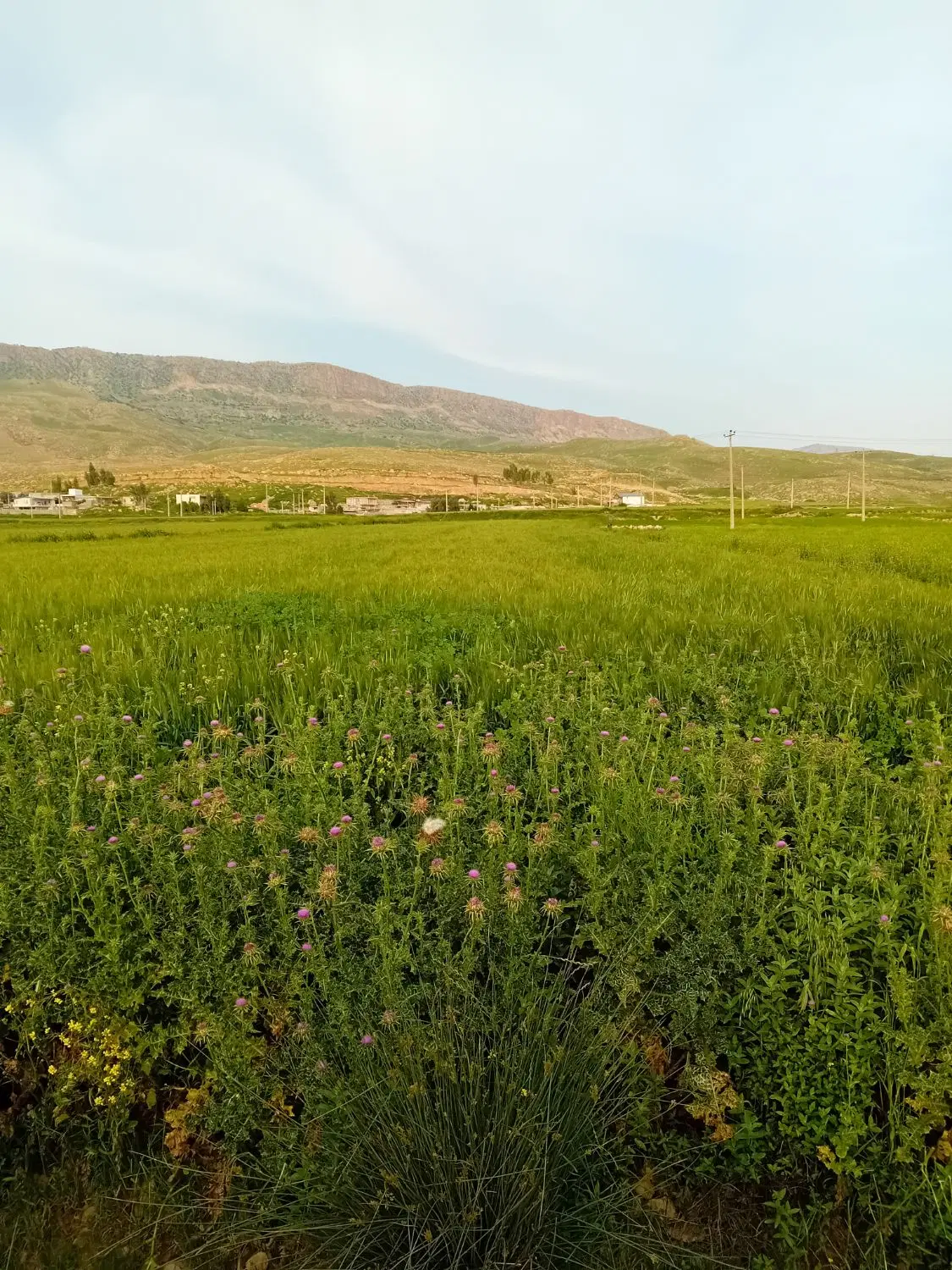 کمپاین برای کار