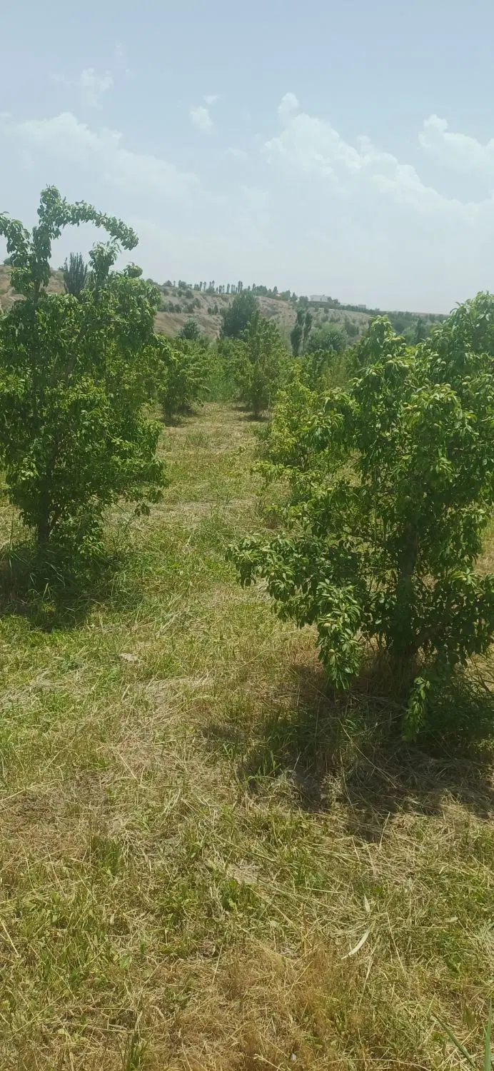 باغ فروشی روستای آبقد