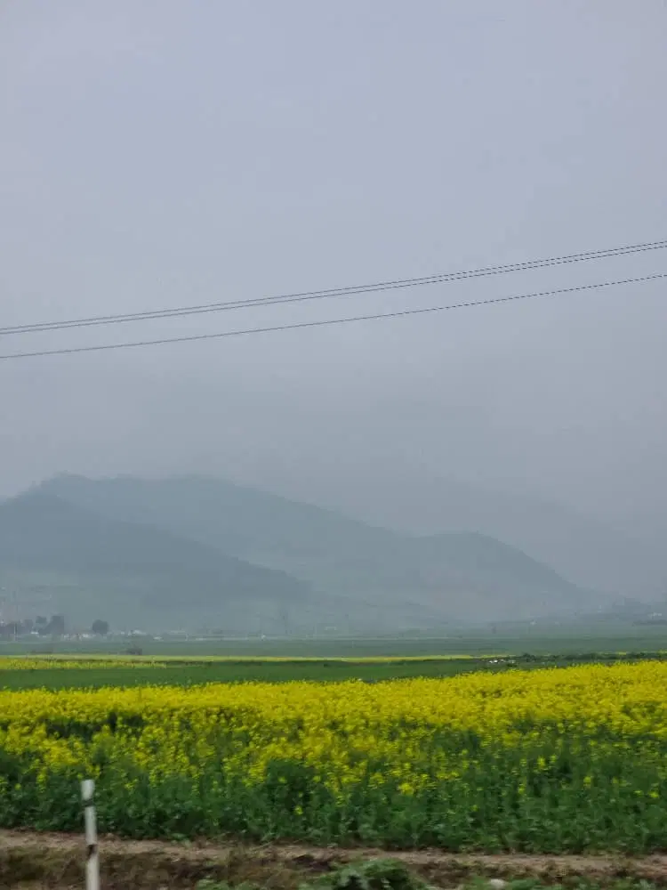 زمین ۴۰ هکتار دیم