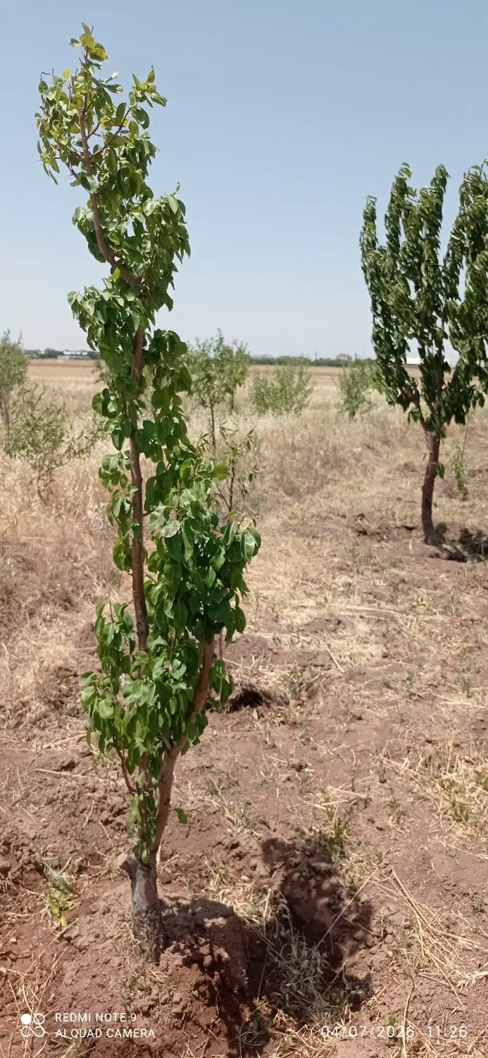 باغ بادام دوساله درشهرمحمدابادنمونه