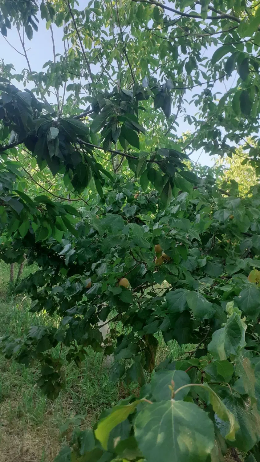 زمین کشاورزی شیش انچ ایلبگی