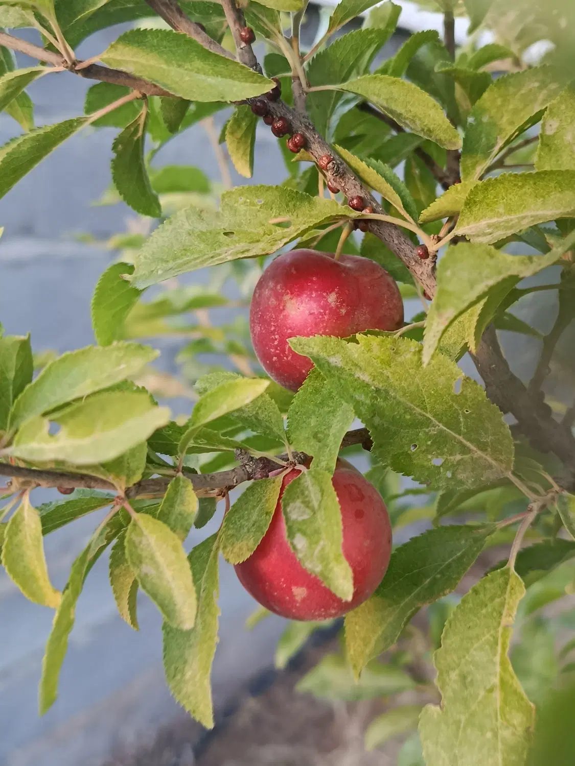 باغ سرنجیانه علیا