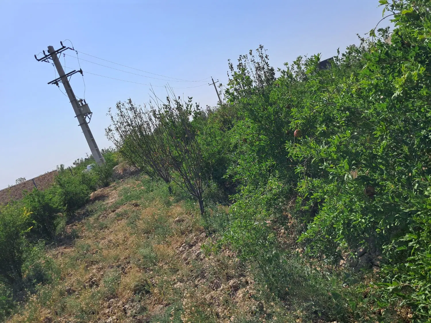 باغ زیبا انار و الوچه