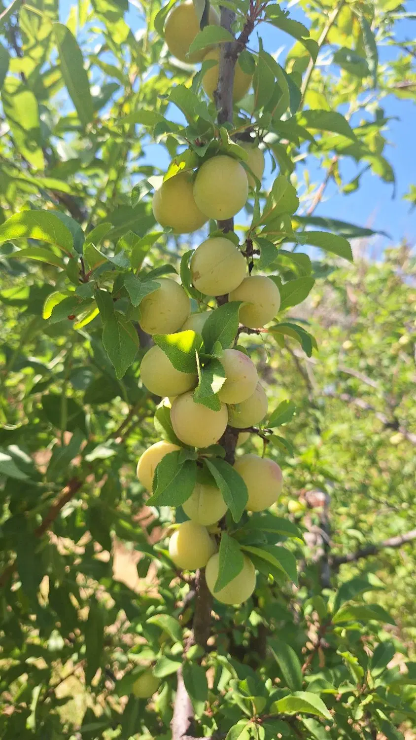 باغ زمین ویلا آذرشهر