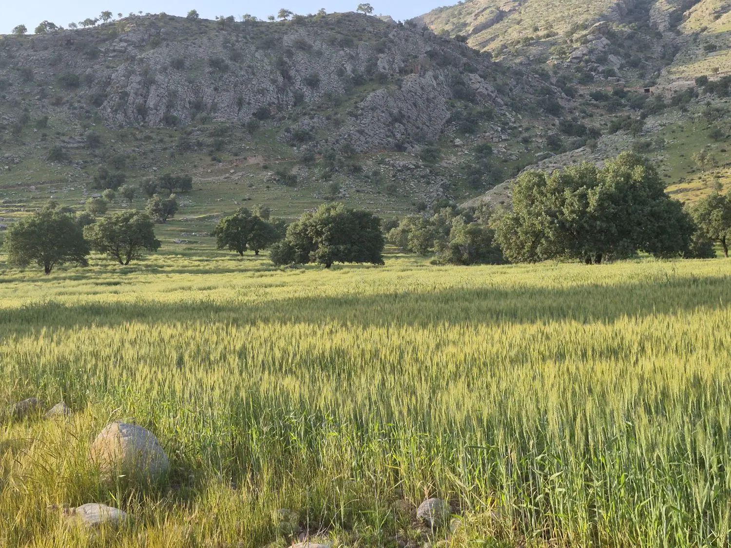 زمین تجاری مسکونی استانداری ،گلستان شمالی