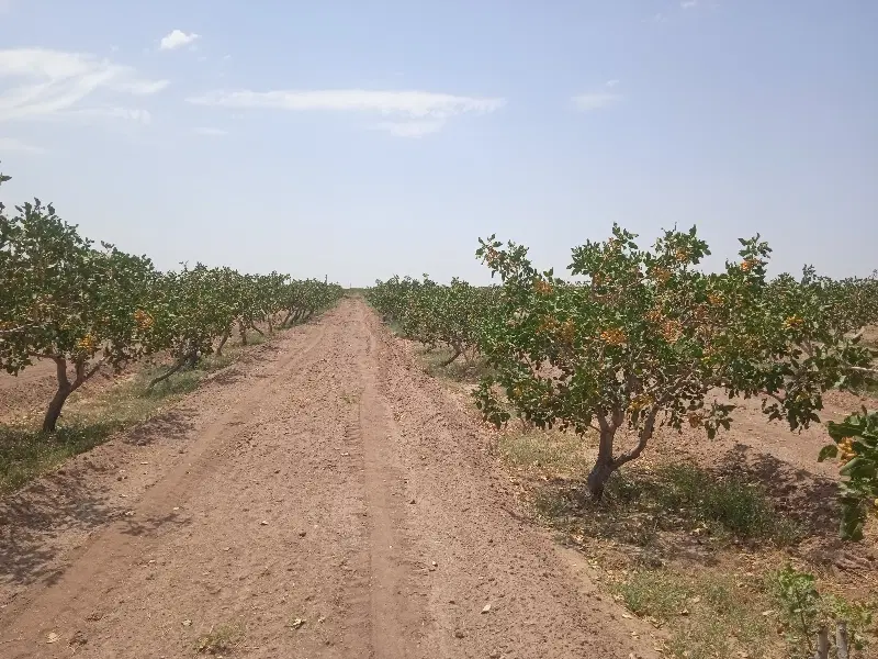 باغ پسته 14هزار متر