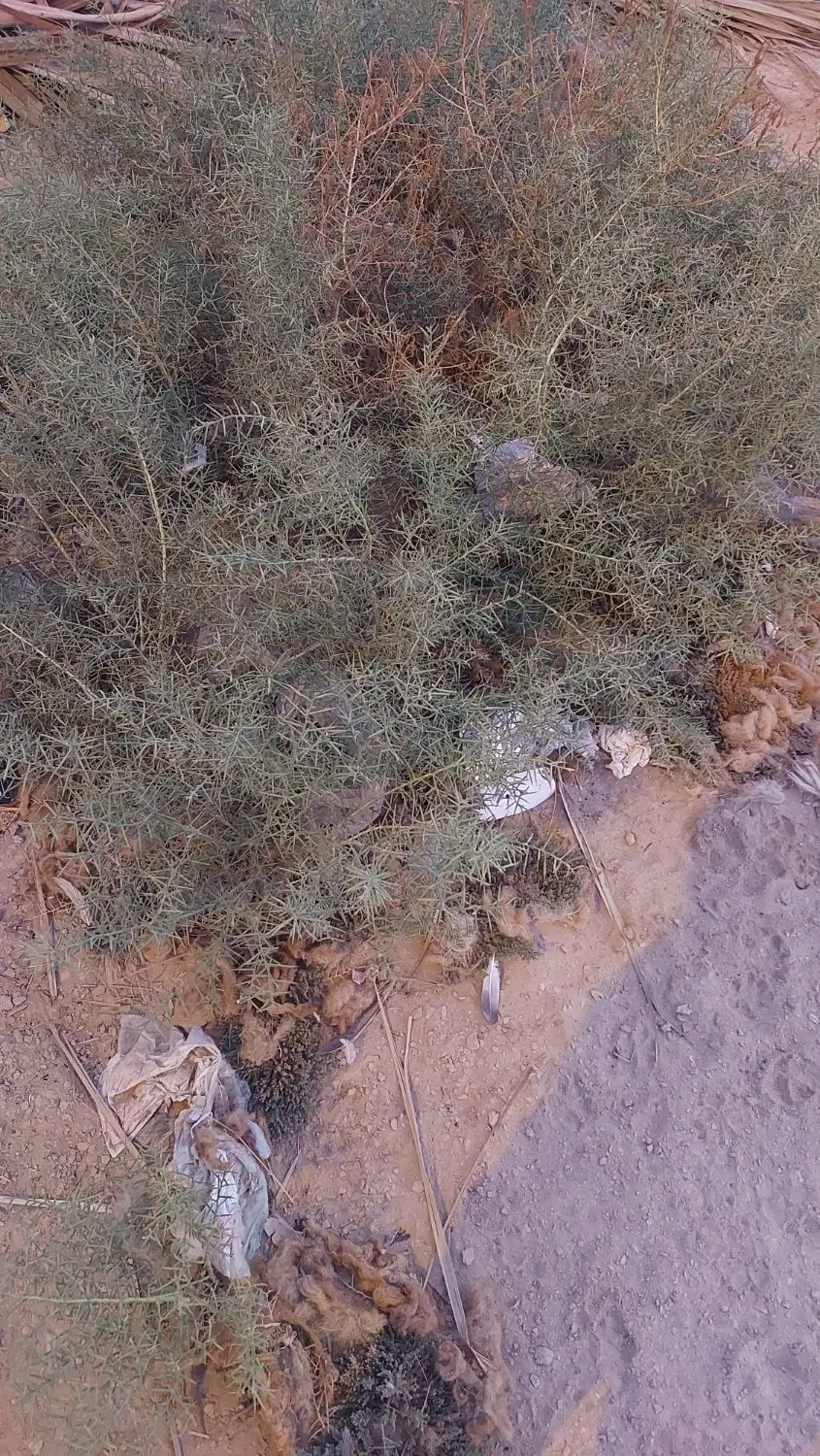 زمین صوفی آباد